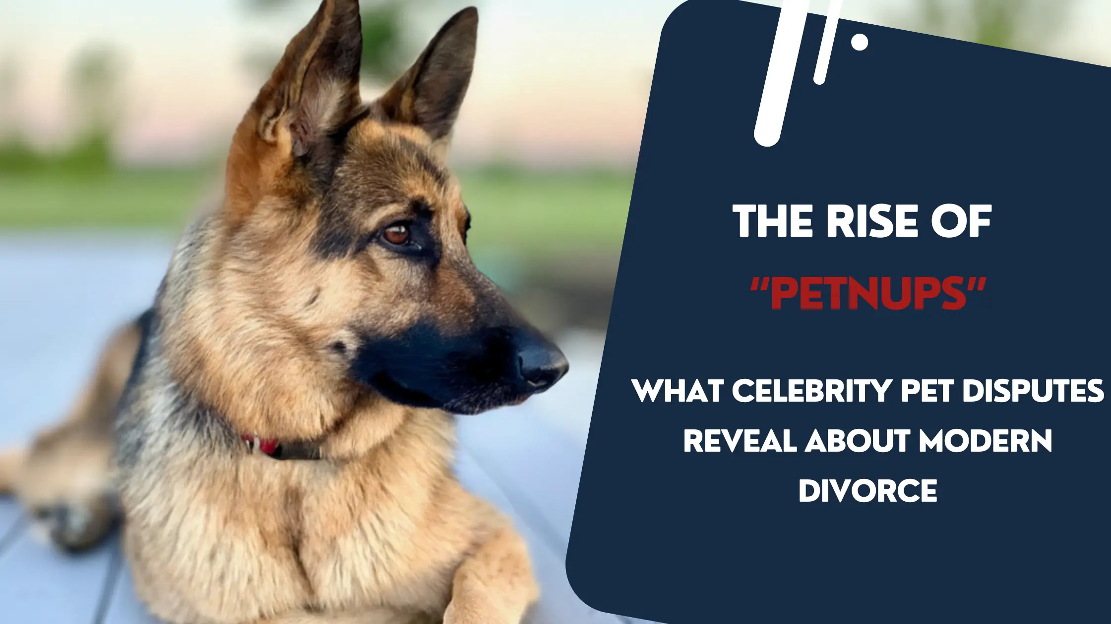 German Shepherd dog in divorce pet custody dispute illustration for James M. Quigley divorce attorney blog